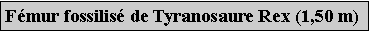 Zone de Texte: Fmur fossilis de Tyranosaure Rex (1,50 m)