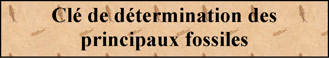 Zone de Texte: Clé de détermination des             principaux fossiles
