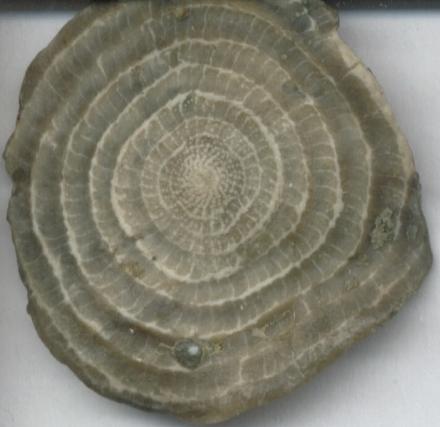 nummulite fossil